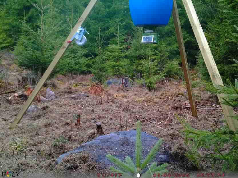 Bild från STORATRÄA