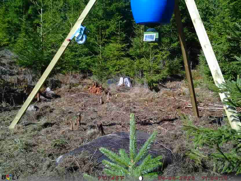 Bild från STORATRÄA