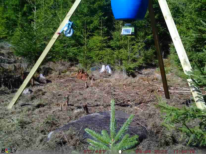 Bild från STORATRÄA