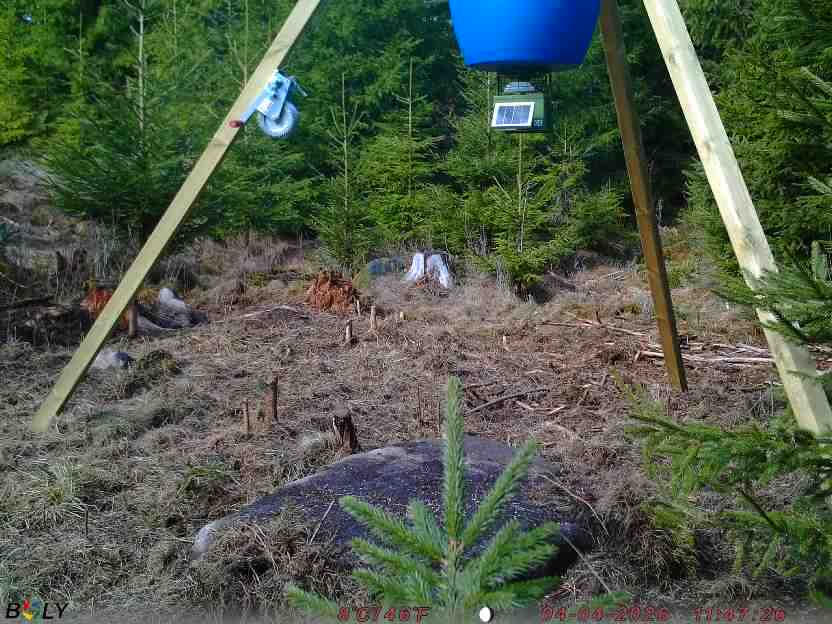 Bild från STORATRÄA