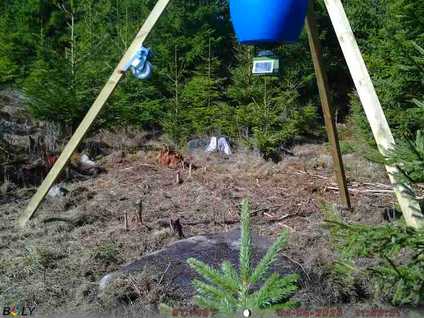 Bild från STORATRÄA