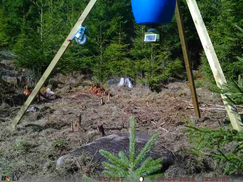 Bild från STORATRÄA