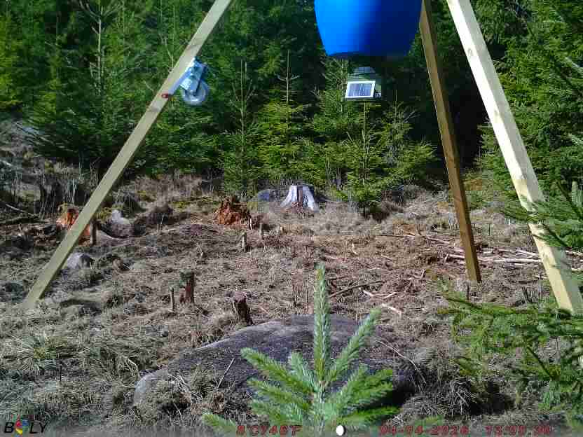 Bild från STORATRÄA