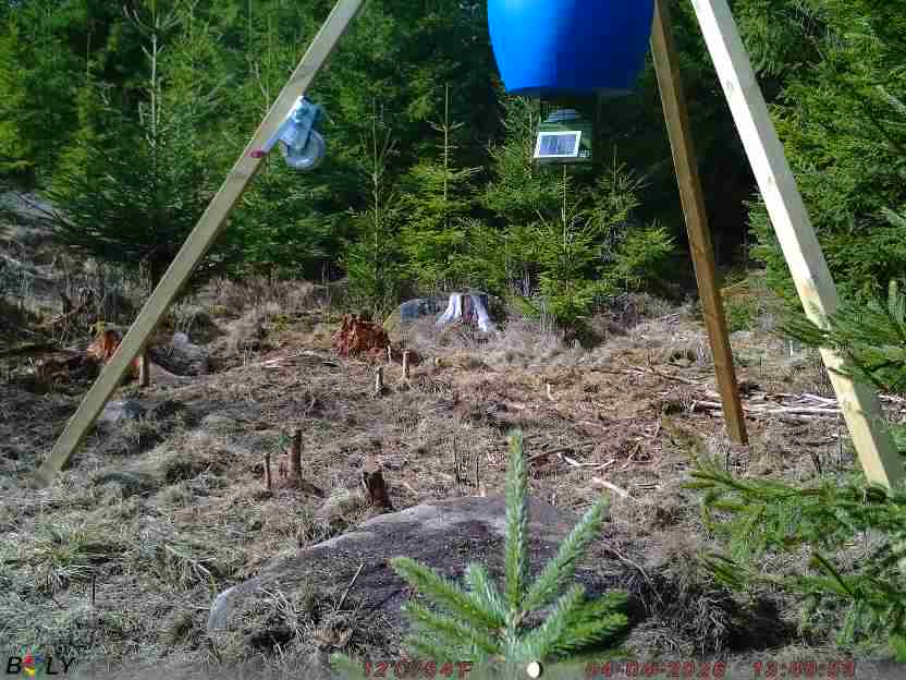 Bild från STORATRÄA