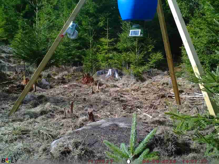 Bild från STORATRÄA