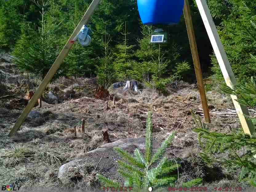 Bild från STORATRÄA