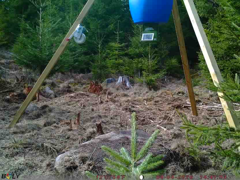 Bild från STORATRÄA