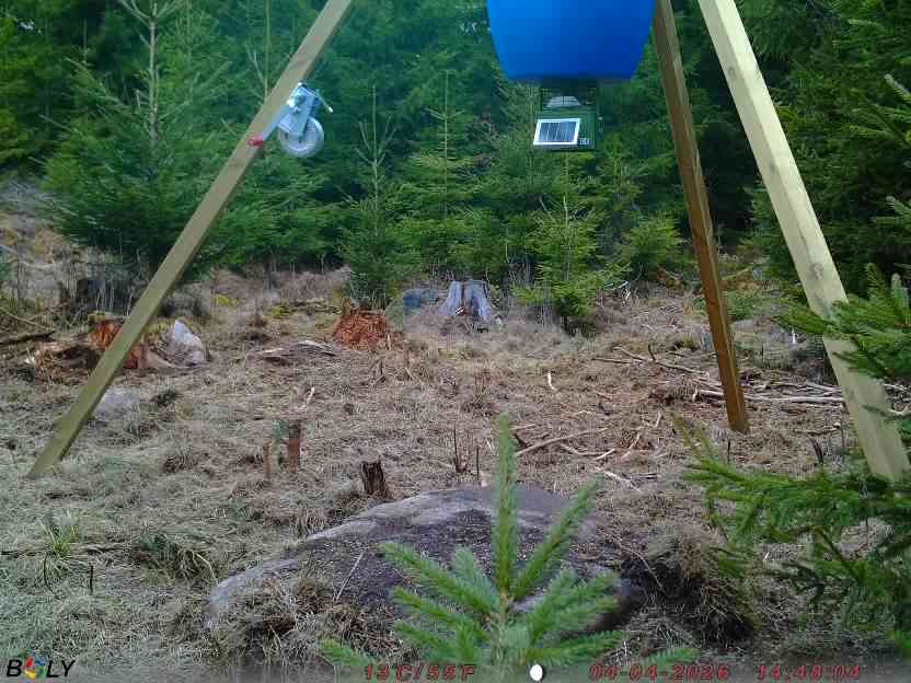 Bild från STORATRÄA