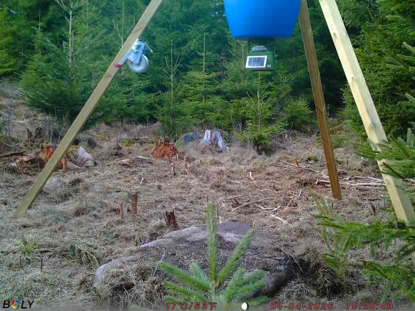 Bild från STORATRÄA