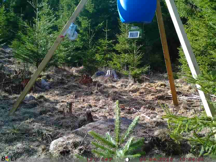 Bild från STORATRÄA