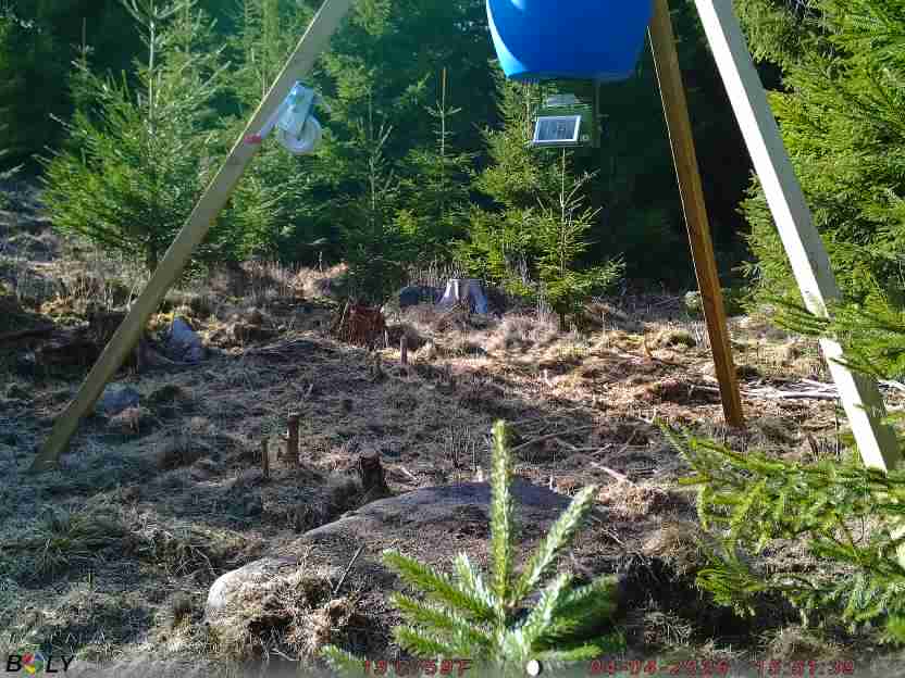 Bild från STORATRÄA