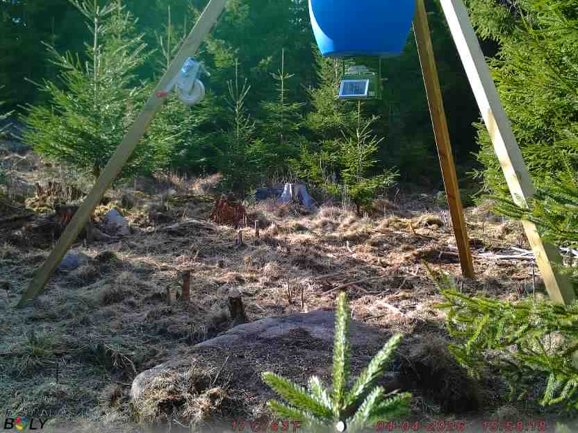 Bild från STORATRÄA