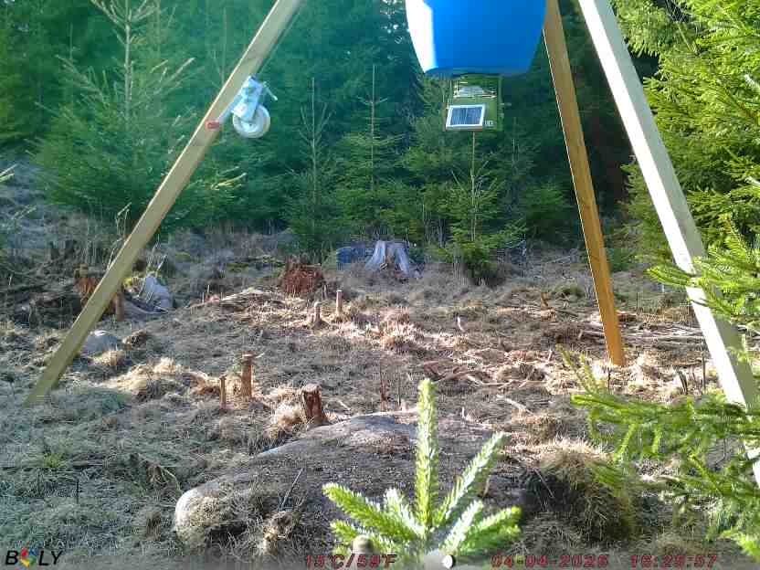 Bild från STORATRÄA