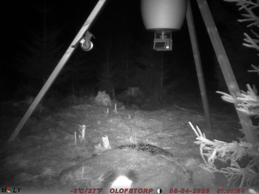 Bild från STORATRÄA