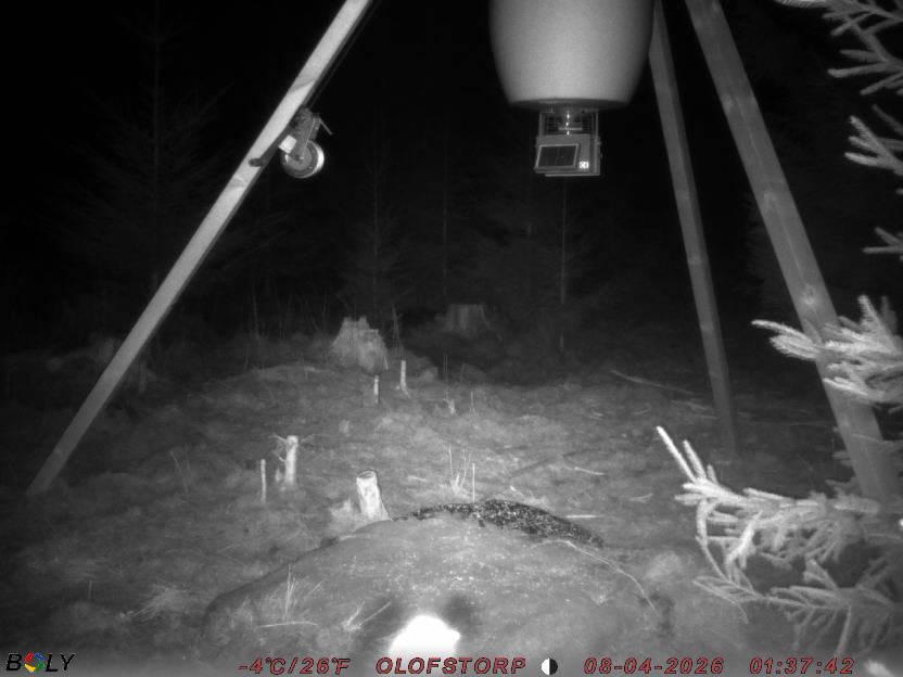 Bild från STORATRÄA