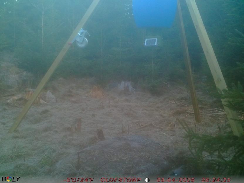 Bild från STORATRÄA