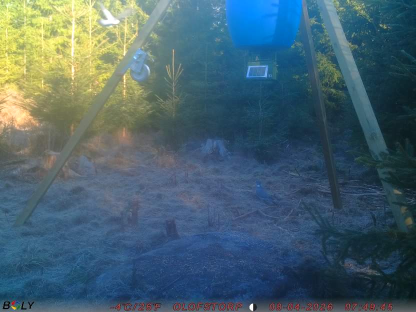 Bild från STORATRÄA