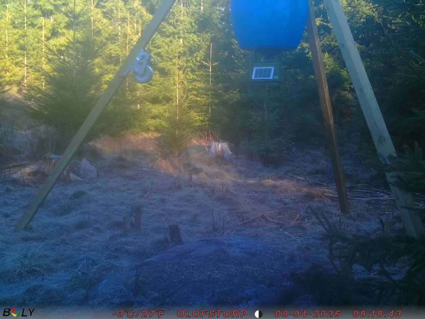 Bild från STORATRÄA