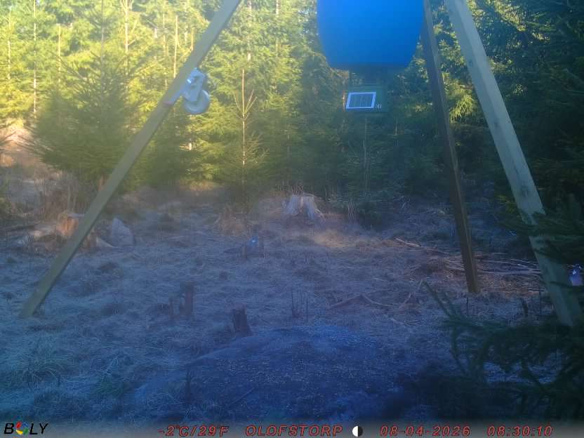 Bild från STORATRÄA