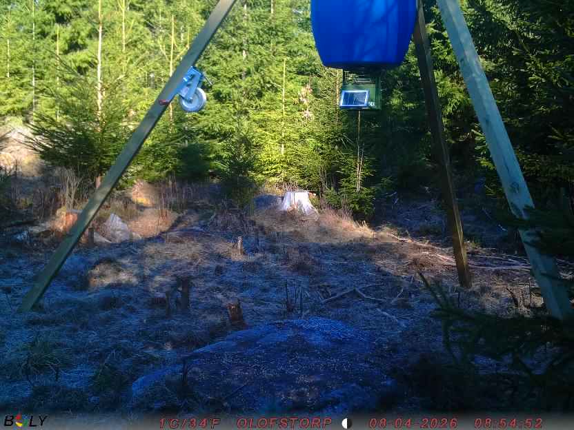 Bild från STORATRÄA