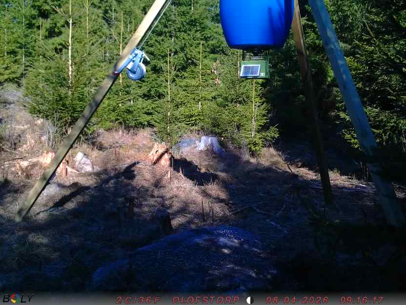 Bild från STORATRÄA