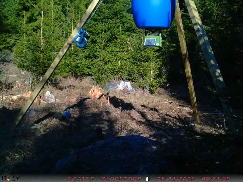 Bild från STORATRÄA