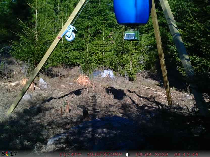 Bild från STORATRÄA