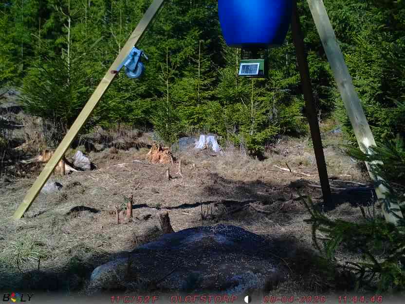 Bild från STORATRÄA