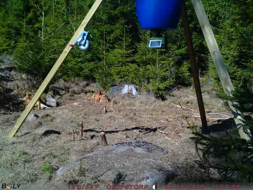 Bild från STORATRÄA