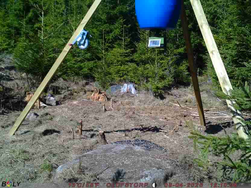 Bild från STORATRÄA