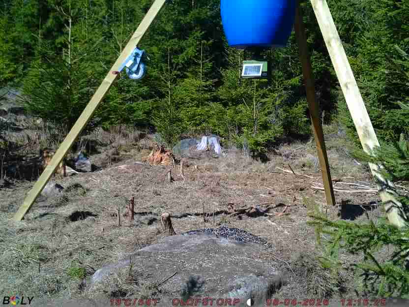 Bild från STORATRÄA