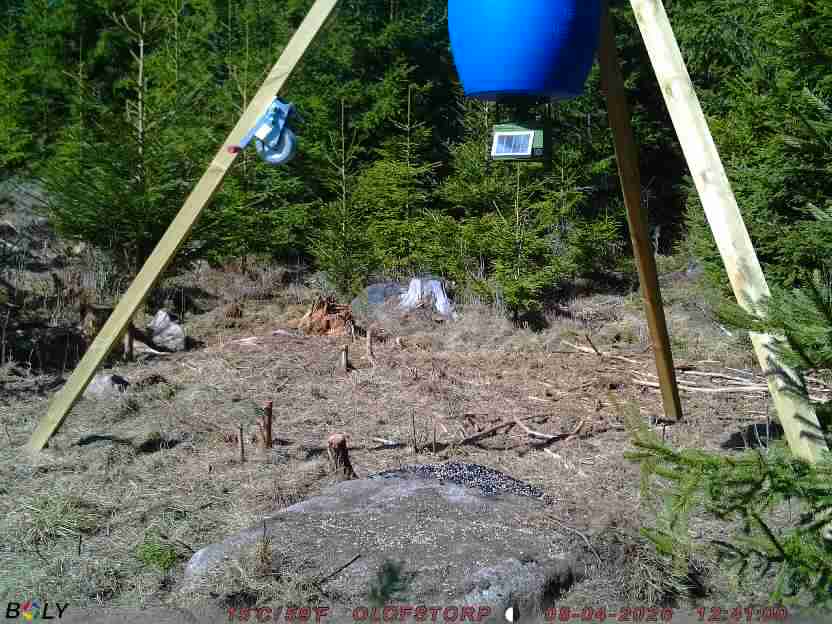 Bild från STORATRÄA