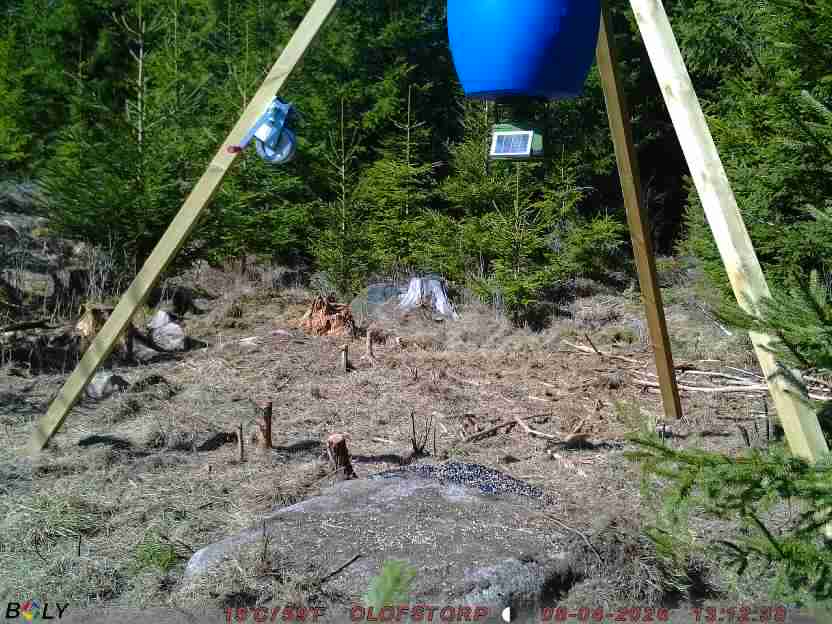 Bild från STORATRÄA