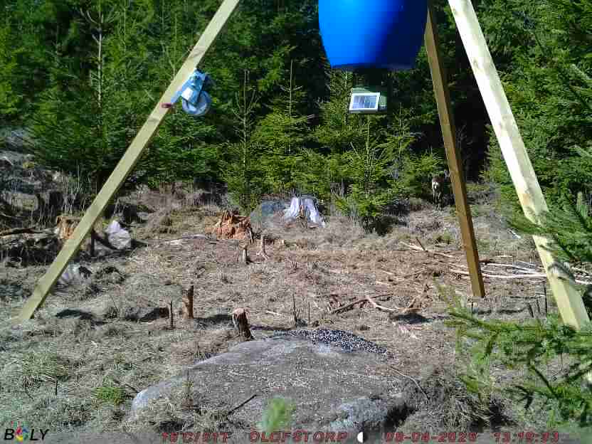 Bild från STORATRÄA