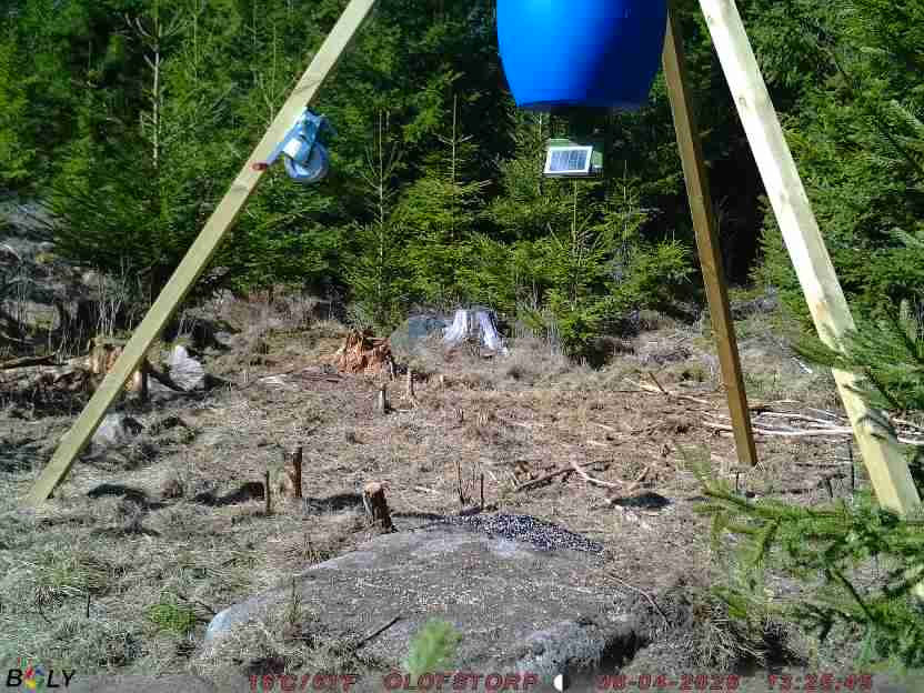 Bild från STORATRÄA