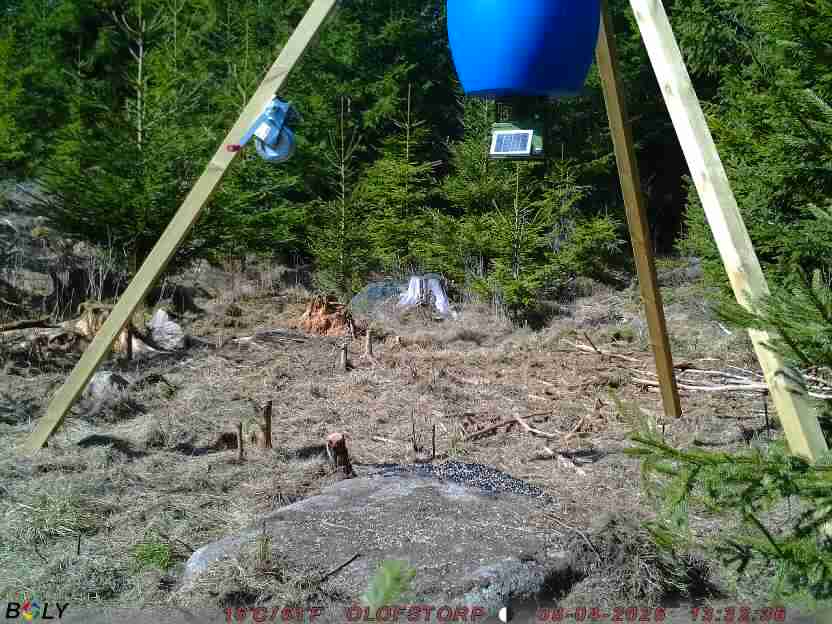 Bild från STORATRÄA