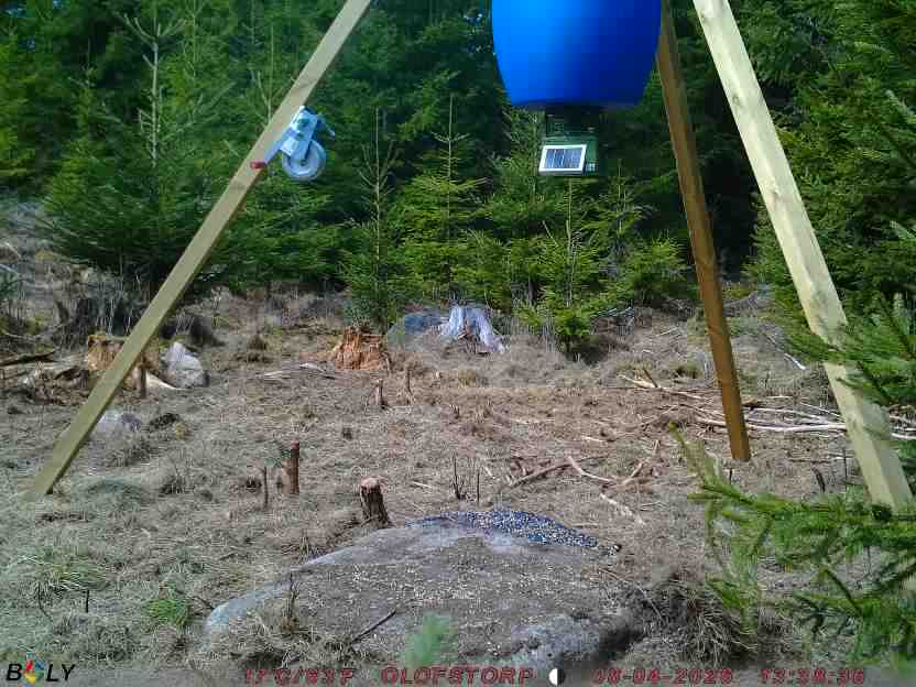 Bild från STORATRÄA