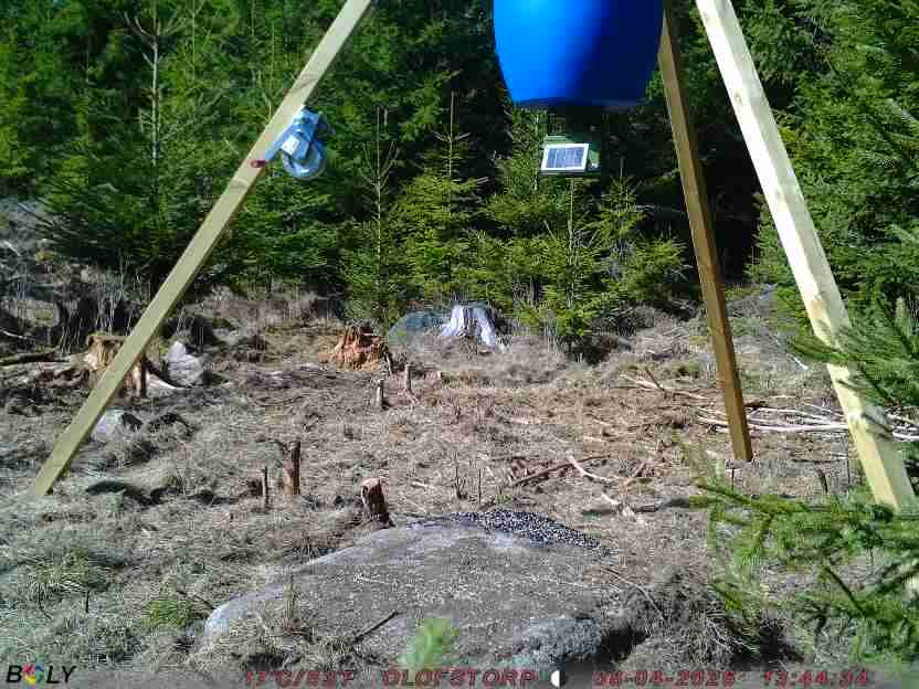 Bild från STORATRÄA