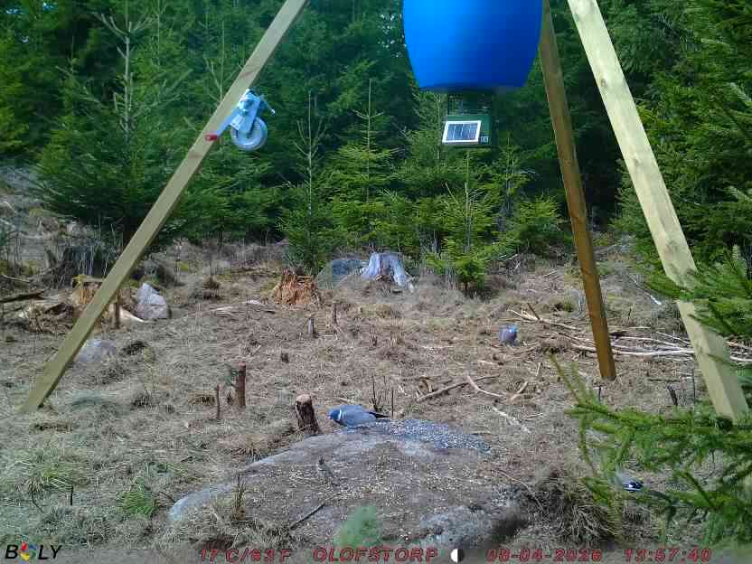 Bild från STORATRÄA