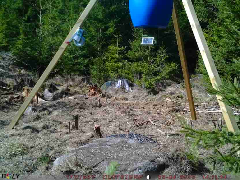 Bild från STORATRÄA