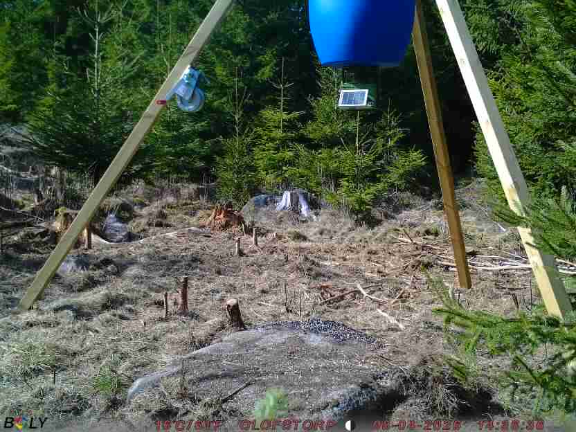 Bild från STORATRÄA