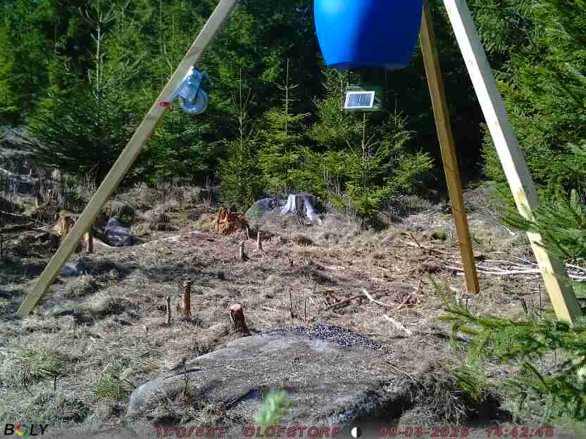 Bild från STORATRÄA