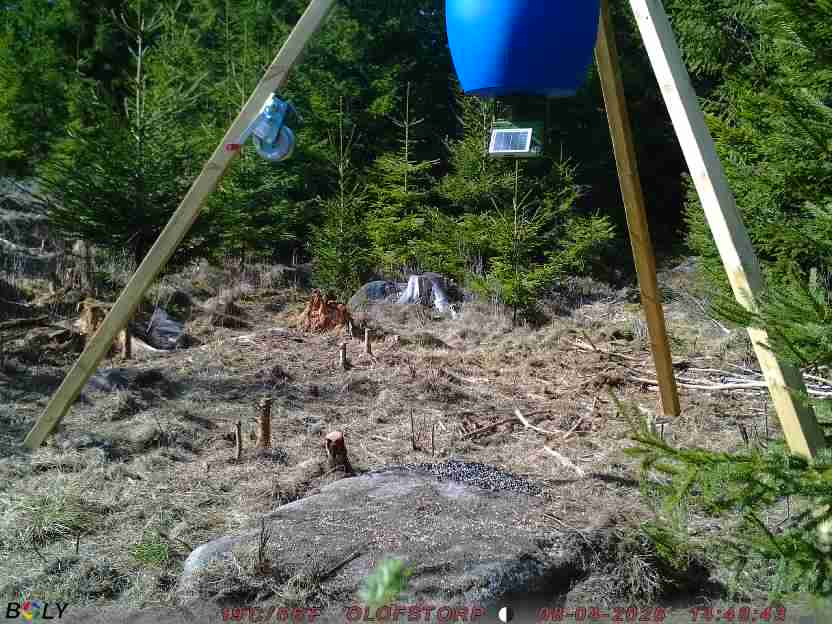 Bild från STORATRÄA