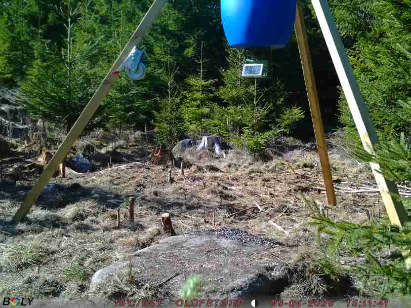 Bild från STORATRÄA