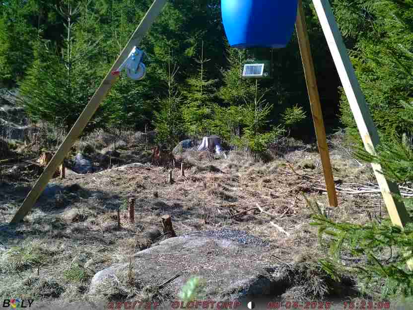 Bild från STORATRÄA