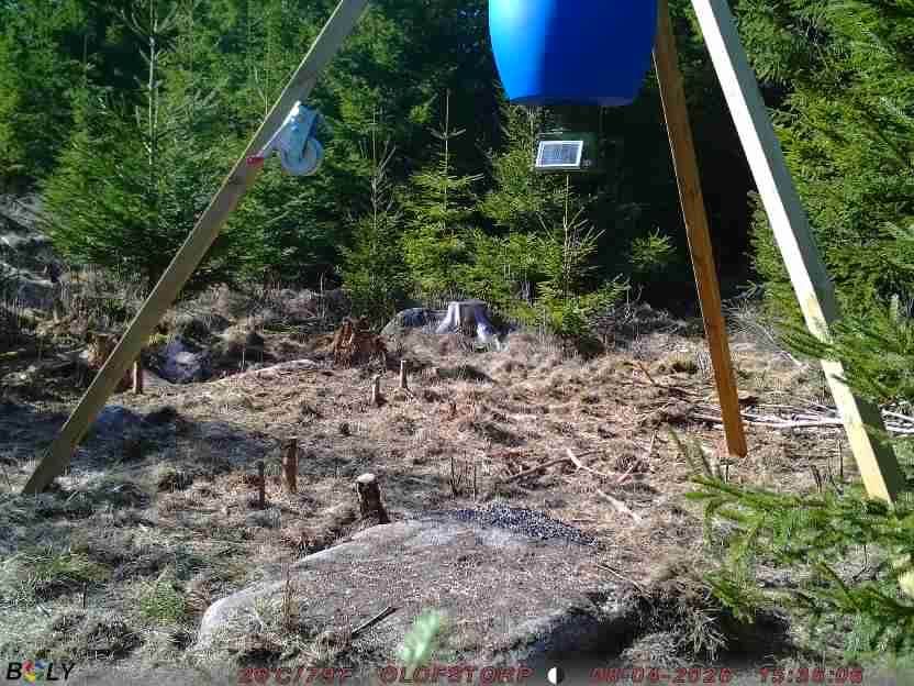 Bild från STORATRÄA