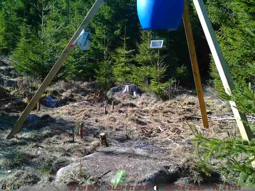 Bild från STORATRÄA