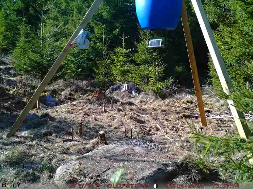 Bild från STORATRÄA