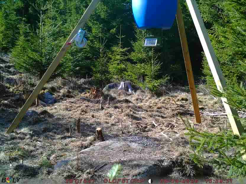 Bild från STORATRÄA