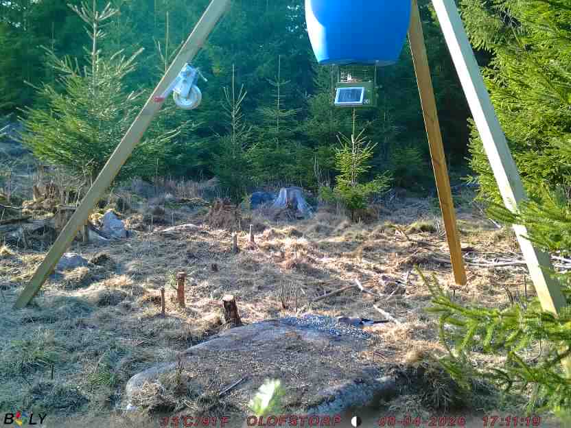 Bild från STORATRÄA